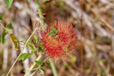 <i>Diplolepis rosae</i>