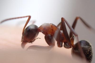 <i>Formica rufibarbis</i>