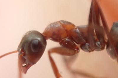 <i>Formica rufibarbis</i>