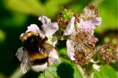 <i>Bombus</i>