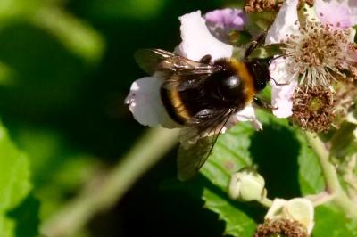 <i>Bombus</i>