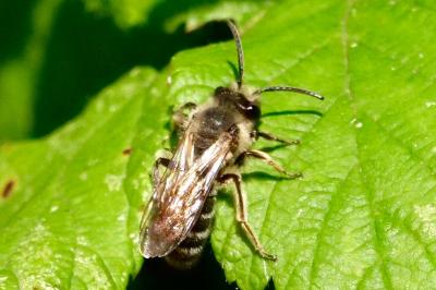 <i>Andrena</i>