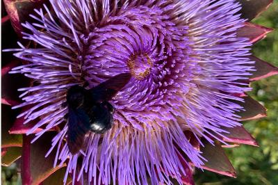 <i>Xylocopa violacea</i>