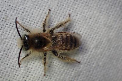 <i>Dasypoda argentata</i>