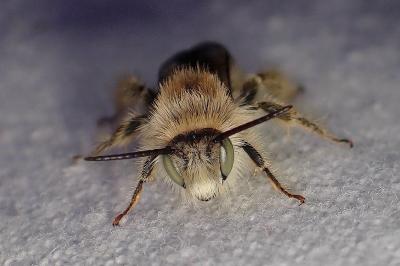 <i>Dasypoda argentata</i>