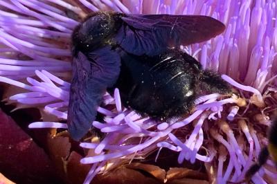 <i>Xylocopa violacea</i>
