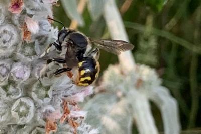<i>Anthidium manicatum</i>