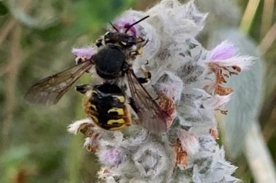 <i>Anthidium manicatum</i>