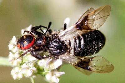 <i>Abia fasciata</i>