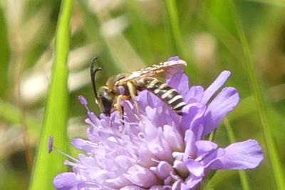 <i>Halictus scabiosae</i>