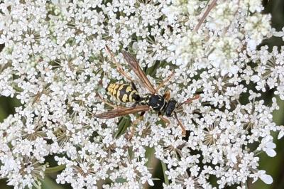 <i>Polistes</i>
