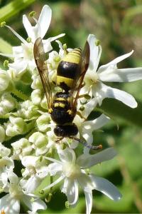 <i>Ancistrocerus</i>