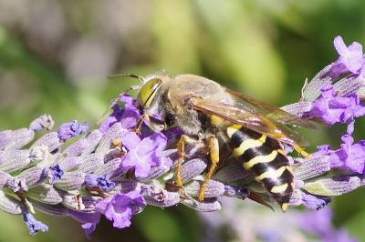 <i>Bembix rostrata</i>