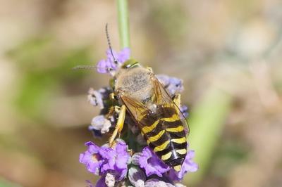 <i>Bembix rostrata</i>