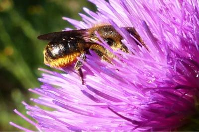 <i>Osmia</i>
