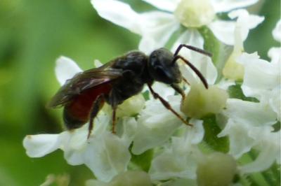 <i>Sphecodes</i>