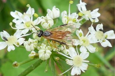 <i>Athalia cordata</i>