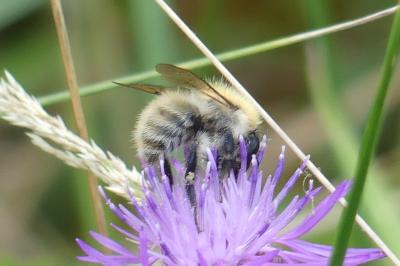 <i>Bombus sp (pascuorum/humilis/muscorum)</i>