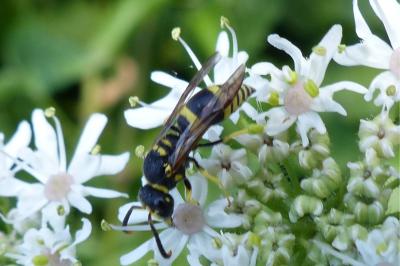 <i>Ancistrocerus</i>