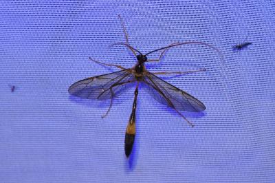 <i>Stauropoctonus bombycivorus</i>