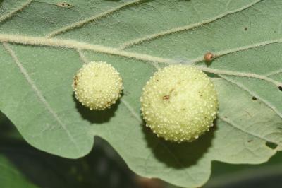 <i>Cynips quercusfolii</i>