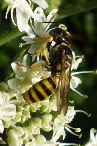 <i>Ectemnius lituratus</i>