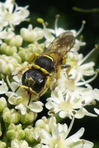 <i>Ectemnius lituratus</i>