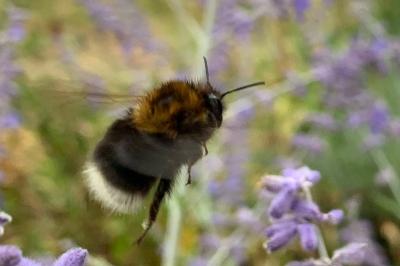 <i>Bombus hypnorum</i>