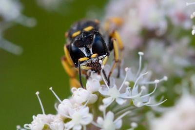 <i>Ectemnius fossorius</i>