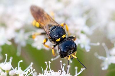 <i>Ectemnius fossorius</i>