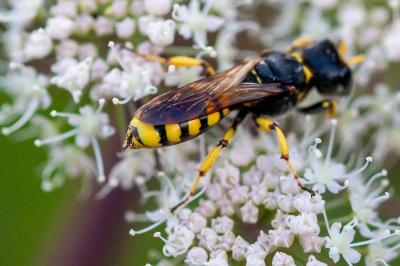 <i>Ectemnius fossorius</i>