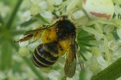 <i>Andrena</i>