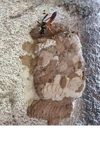 <i>Sceliphron caementarium</i>