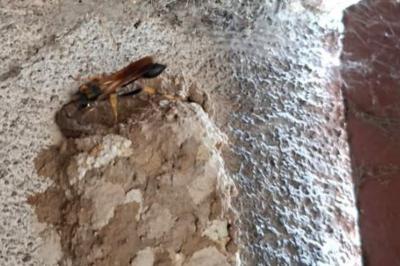 <i>Sceliphron caementarium</i>