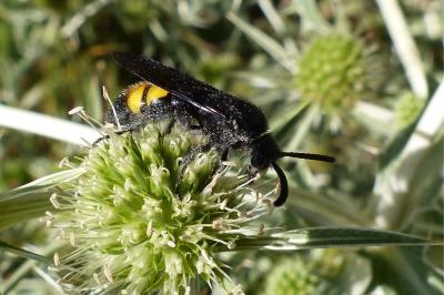 <i>Scolia hirta</i>