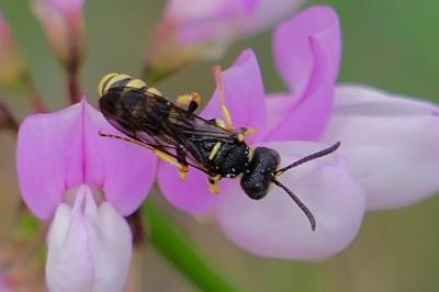<i>Cerceris</i>