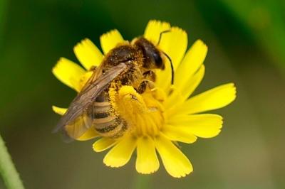 <i>Halictus scabiosae</i>