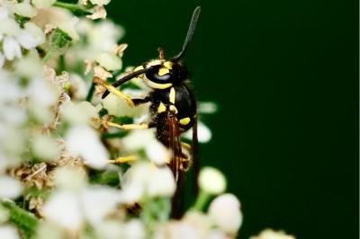 <i>Vespula germanica</i>