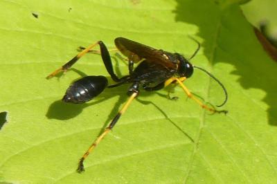 <i>Sceliphron caementarium</i>