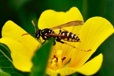 <i>Polistes dominula</i>