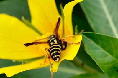 <i>Polistes dominula</i>