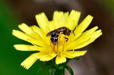 <i>Lasioglossum</i>