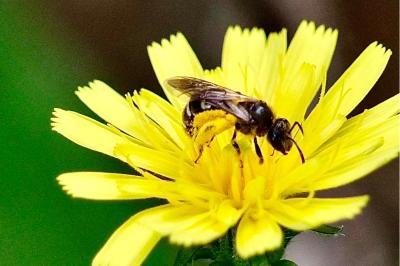 <i>Lasioglossum</i>