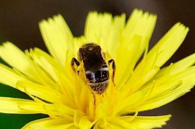 <i>Lasioglossum</i>