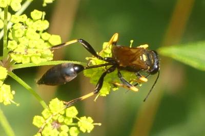 <i>Sceliphron caementarium</i>