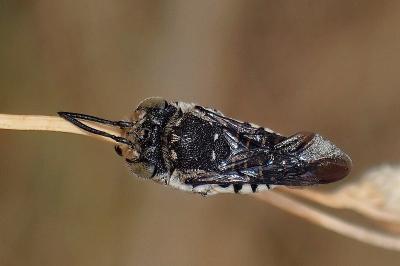 <i>Coelioxys afer</i>