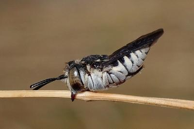 <i>Coelioxys afer</i>