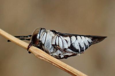 <i>Coelioxys afer</i>