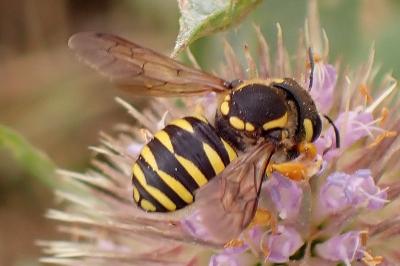 <i>Trachusa</i>