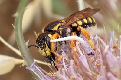 <i>Trachusa</i>